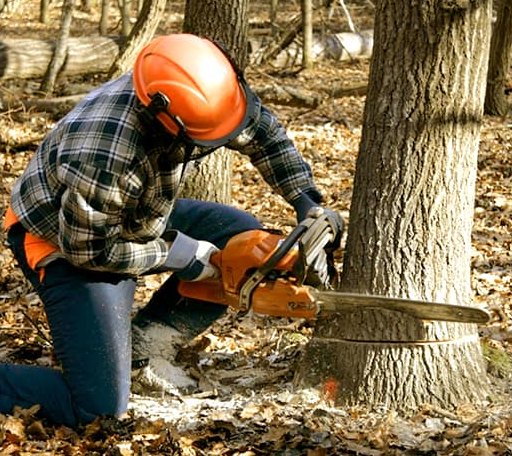 Tree Removal in Newton Lower Falls, MA